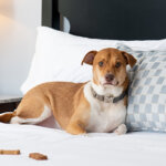 Dog laying on a white linen bed sheet with treats in the Williams Inn