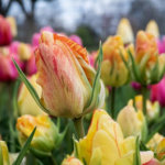 Stroll through the 8 acres of our world-renowned gardens decorated with over 75,000 daffodil, tulip and minor bulbs as we celebrate spring in the Berkshires.