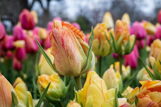 Stroll through the 8 acres of our world-renowned gardens decorated with over 75,000 daffodil, tulip and minor bulbs as we celebrate spring in the Berkshires.