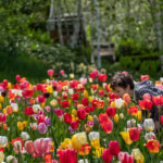 Daffodil Festival