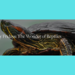 Meet us on the Fitzpatrick lawn as Environmental Educator Joy Marzolf introduces us to the Wild World of Reptiles.