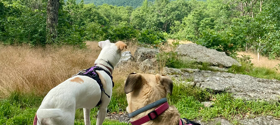 Two dogs overlook the Mahanna Cobble at Bousquet Mountain hiking in the summer with greenery all around