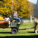 People being pulled in a horse drawn wagon at the Hancock Shaker Village with a fall backdrop