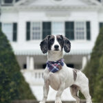 Minga the pup stands in front of Edith Wharton's home at the Mount, in front of tall green hedges