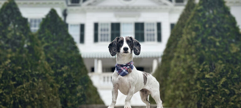 Minga the pup stands in front of Edith Wharton's home at the Mount, in front of tall green hedges