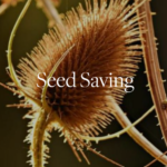 Have you ever wanted to collect seed from the garden to create more plants? This workshop, led by garden writers and horticulturists Lee Buttala and Shanyn Siegel, teaches gardeners everything they need to know in order to harvest and collect seed that they can then sow in the seasons ahead.