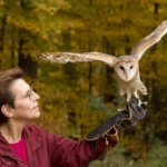 Meet live owls in the Berkshire Museum’s theater!