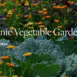 BBG Vegetable Gardening