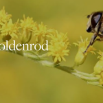 A closeup image of a bumblebee resting atop a long branch of goldenrod and it extracts pollen