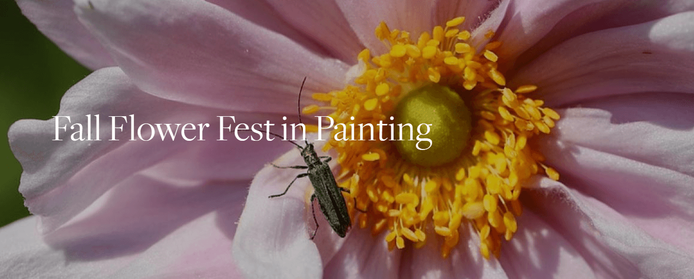 An insect sits on the inner petals of a fully bloomed pink daisy with a yellow center