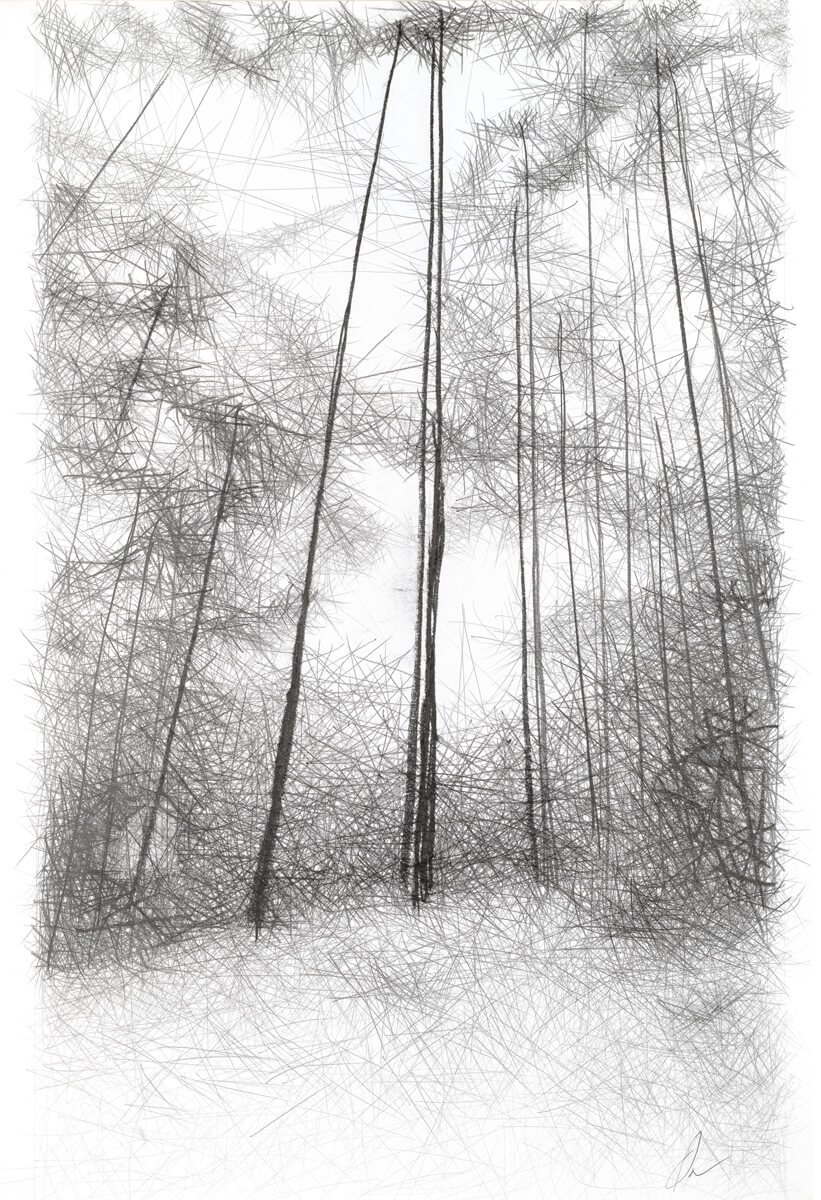 Black and white image of slender, tall trees in winter