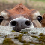The nose and eyes of a brown cow peer over a rock wall