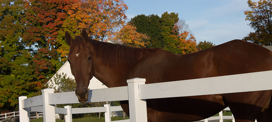Horse standing with head above white fence with fall foliage in the background