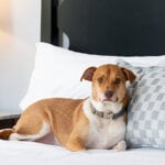 Dog lays on bed at the Williams Inn. Photo credit Ryan Bent Photography.