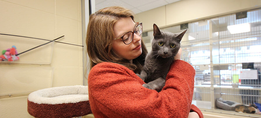 Woman holding a gray cat in a hug embrace at the Berkshire Humane Society