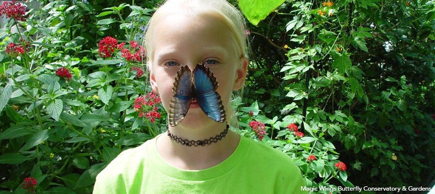 A young blond girl looks at the camera with a large blue butterfly perched on her notes. She wears a bright green tshirt. Behind here is greenery and red flowers.