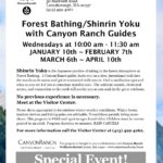 Forest bathing experience with Canyon Ranch guides