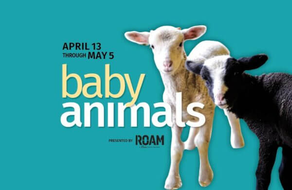 Come see the baby animals at Hancock Shaker Village