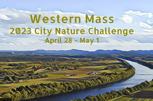 Join the 3-day City Nature Challenge through the BNRC