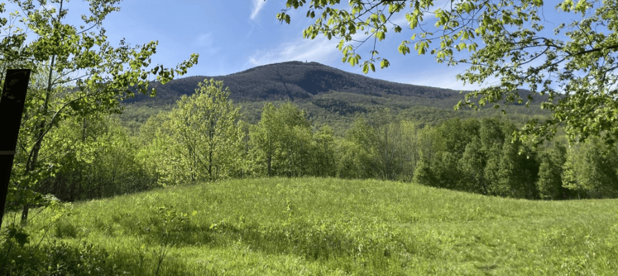 Mount Greylock peeks out from green trees and tall grass at the South Meadow of Greylock Glen