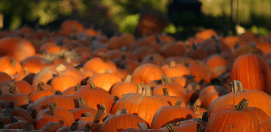 pumpkin extravaganza at Hancock Shaker Village