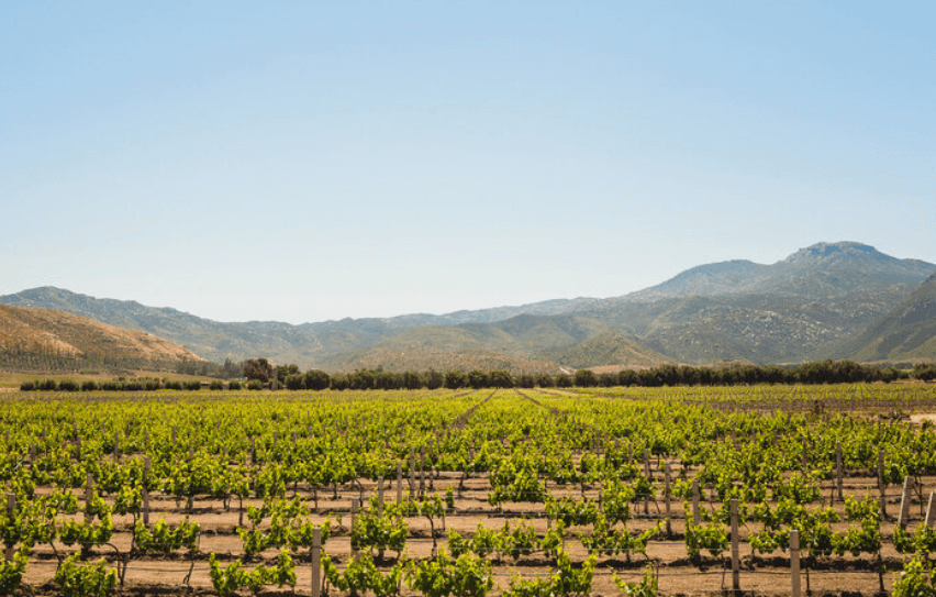 Join Casita as the celebrate Mexican wines