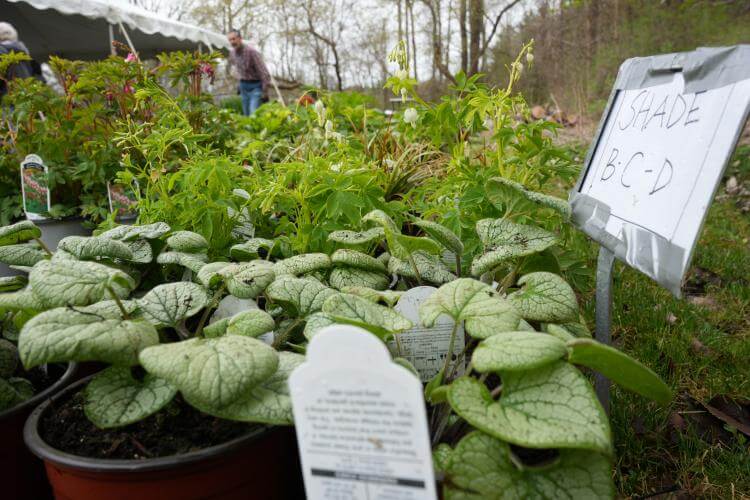 47th annual plant sale at Berkshire Botanical Garden