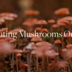 learn to cultivate mushrooms outside