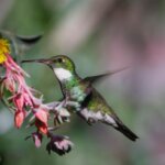 Learn to garden in support of hummingbirds