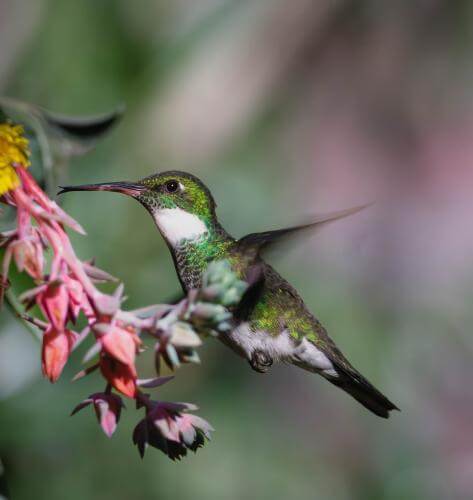 Learn to garden in support of hummingbirds