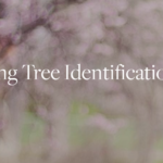 identify spring trees in this BBG workshop