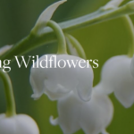 learn about wildflowers in this two part class