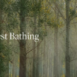 Fall Forest Bathing with BBG