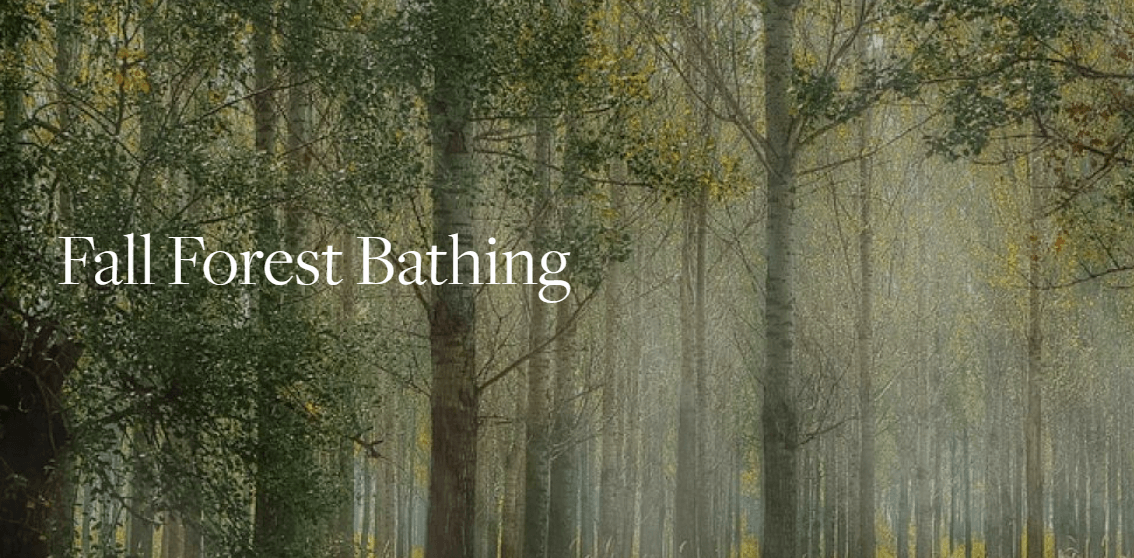 Fall Forest Bathing with BBG