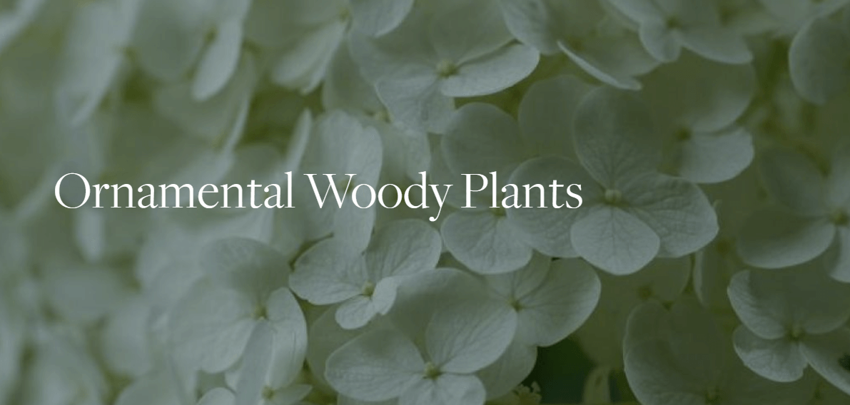 Ornamental Woody Plants class at BBG