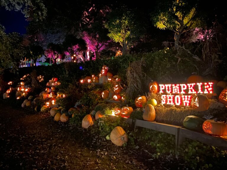 The Pumpkin Show sign is lit up against a row of pumpkins at the Naumkeag Incredible Pumpkin Show, a family friendly fall event in the Berkshires