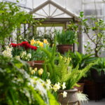 The bulb show is back a Berkshire Botanical Garden