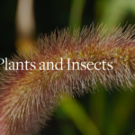 Learn about invasive plants and insects at BBG