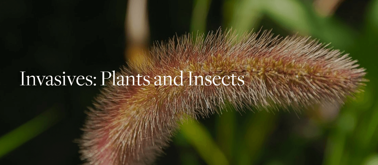 Learn about invasive plants and insects at BBG