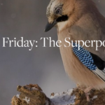 The superpower of winter birds