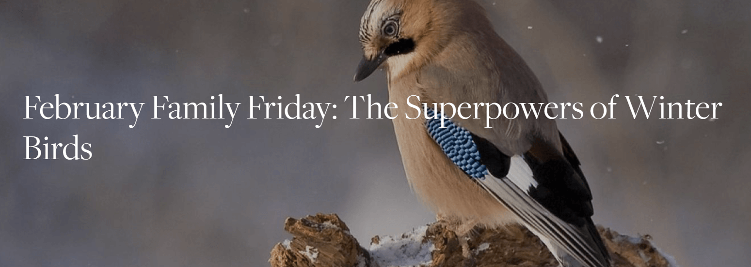 The superpower of winter birds