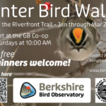 Winter Bird Walks every Saturday