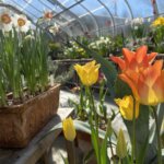 Colorful flowers are displayed in the Berkshire Botanical Garden greenhouse for the Bulb Show.