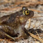 Amazing Amphibians class at The Mount