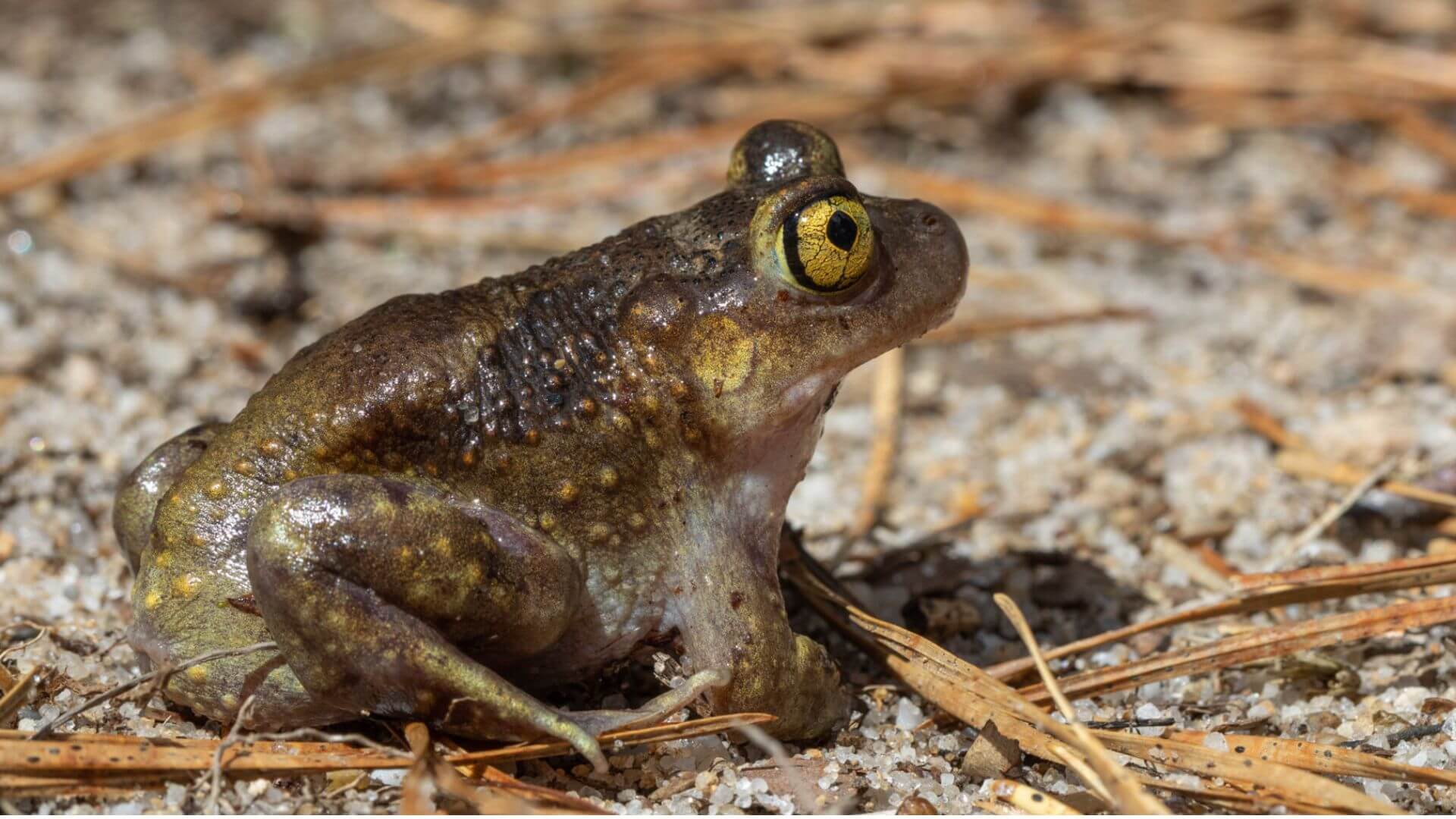 Amazing Amphibians class at The Mount