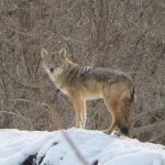 Learn to co-exist with coyotes via the BNRC