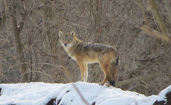 Learn to co-exist with coyotes via the BNRC