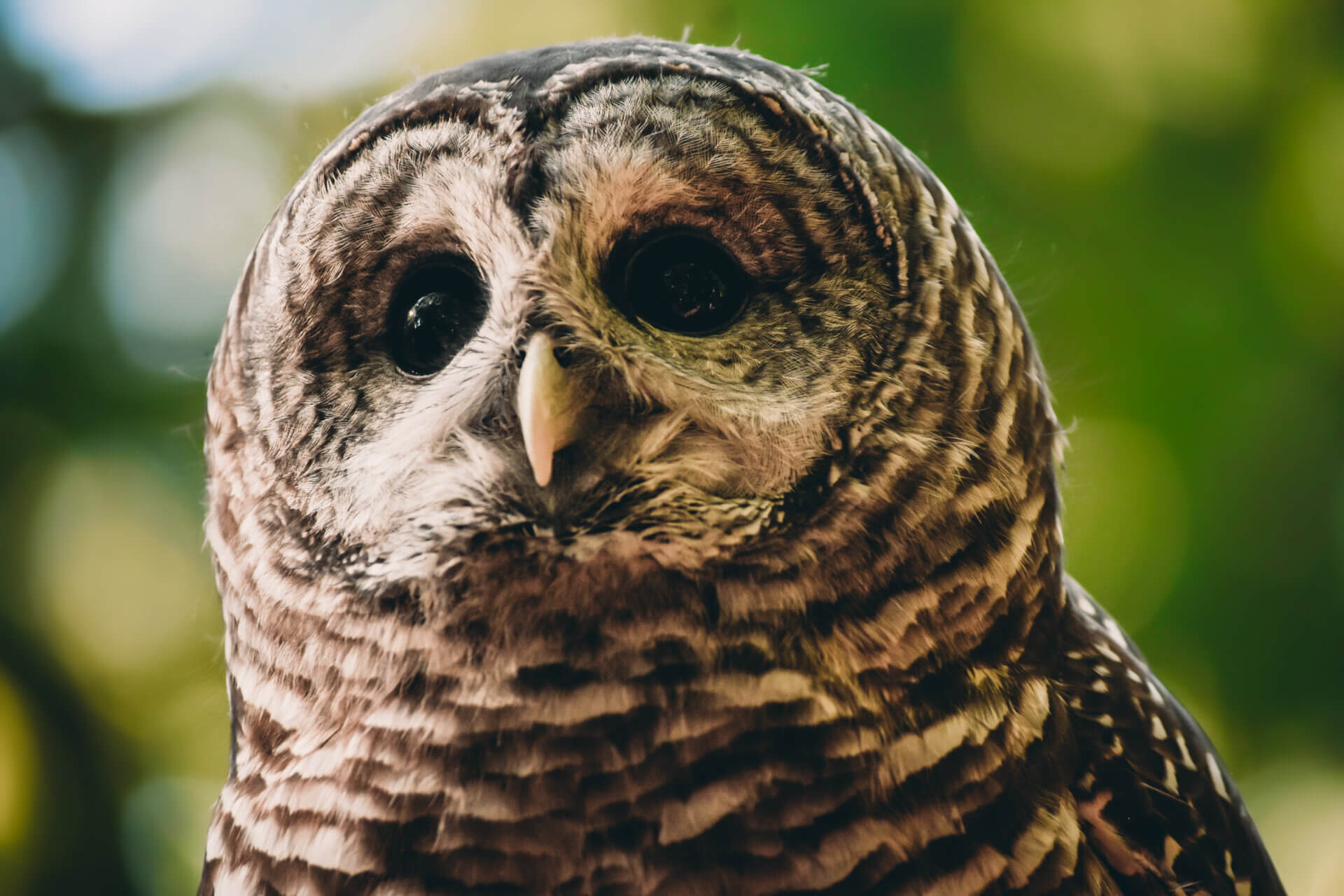 Take an evening walk to listen for owls