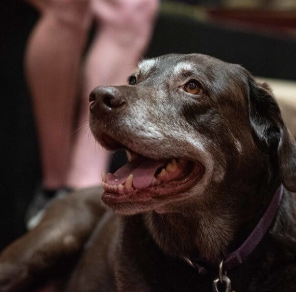 Enjoy at dog friendly performance at Shakespeare & Company