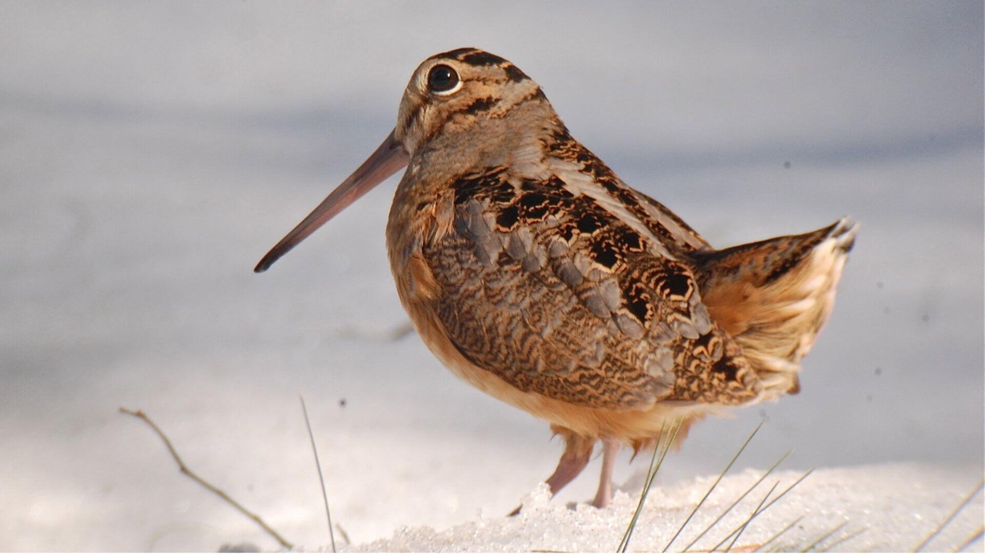 Learn about the American Woodcock